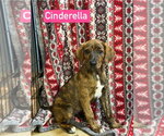 Small Photo #2 Plott Hound-Unknown Mix Puppy For Sale in Foristell, MO, USA