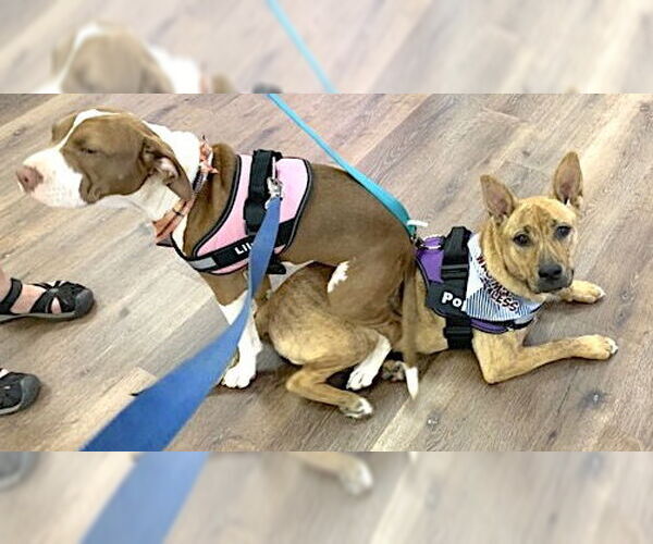 Medium Photo #8 Carolina Dog-Unknown Mix Puppy For Sale in Mount Airy, NC, USA