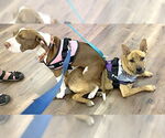 Small #7 Carolina Dog Mix