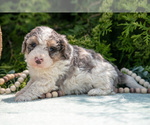 Puppy Kylie Miniature Bernedoodle