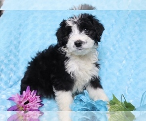 Aussie-Poo Puppy for sale in SHILOH, OH, USA
