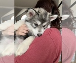 Small Photo #9 Siberian Husky Puppy For Sale in TRIMBLE, MO, USA