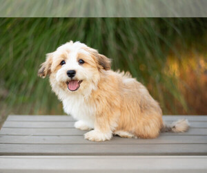 Havanese Puppy for sale in NORTH LAWRENCE, OH, USA