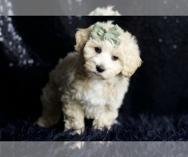 Medium Photo #2 Maltipoo (Miniature) Puppy For Sale in WARSAW, IN, USA