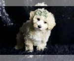 Small #1 Maltipoo (Miniature)