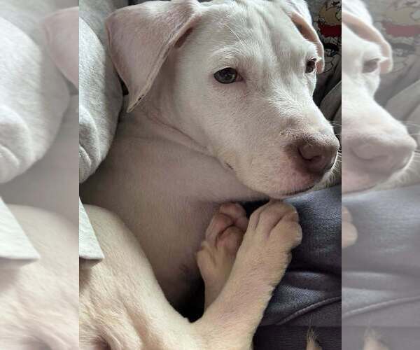 Medium Photo #2 Labrador Retriever-Unknown Mix Puppy For Sale in New York, NY, USA