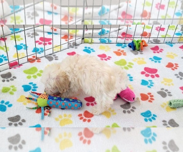 Medium Photo #10 Maltese-Poodle (Toy) Mix Puppy For Sale in ORO VALLEY, AZ, USA