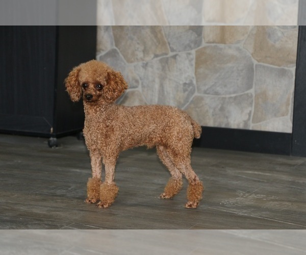 Medium Photo #1 Cavapoo Puppy For Sale in ETNA GREEN, IN, USA