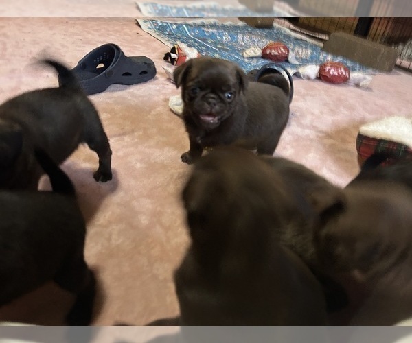 Medium Photo #7 Pug Puppy For Sale in BLOOMINGTON, IL, USA