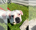Small #4 Boxer
