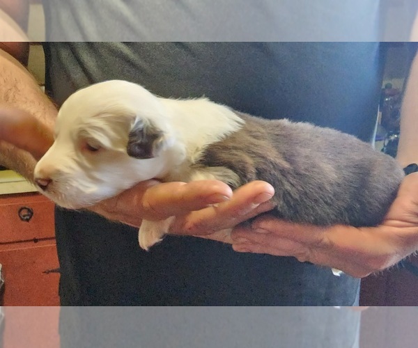 Medium Photo #1 Australian Shepherd Puppy For Sale in ROCKBRIDGE, OH, USA