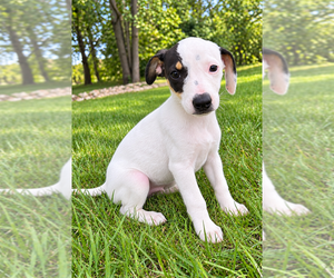 Jack-Rat Terrier Puppy for sale in FAIR HAVEN, MI, USA