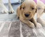 Small Photo #5 Golden Retriever Puppy For Sale in IDER, AL, USA