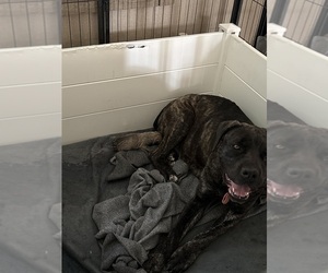 Mother of the Cane Corso puppies born on 12/22/2025