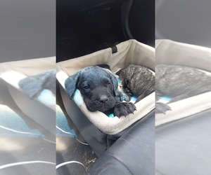 Cane Corso Puppy for sale in PAULINA, LA, USA