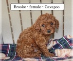 Small #1 Cavapoo