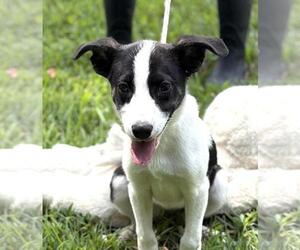 Labrenees Dogs for adoption in Yardley, PA, USA