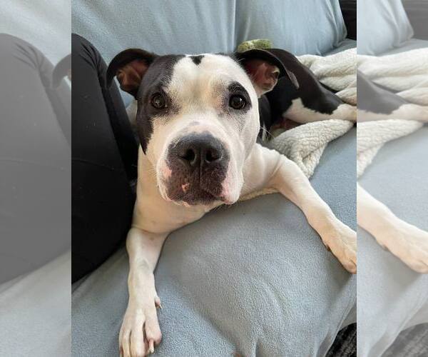 Medium Photo #2 American Staffordshire Terrier-Unknown Mix Puppy For Sale in Waterloo, IA, USA