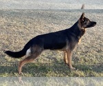 Small #5 German Shepherd Dog