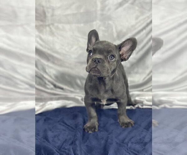 Medium Photo #4 French Bulldog Puppy For Sale in PARADISE VALLEY, AZ, USA