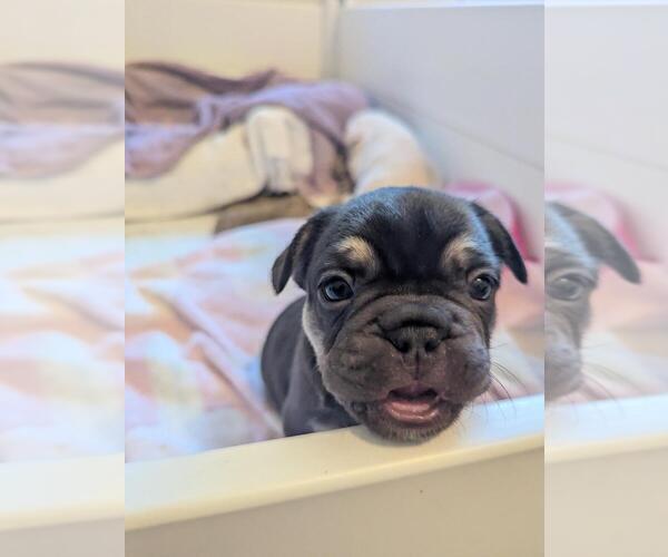 Medium Photo #16 French Bulldog Puppy For Sale in CONROE, TX, USA