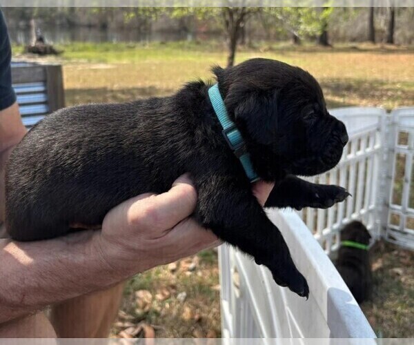 Medium Photo #60 Rotticorso Puppy For Sale in REEVESVILLE, SC, USA