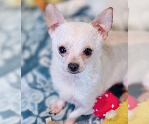 Medium Photo #4 Chihuahua Puppy For Sale in Chino Hills, CA, USA