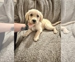 Puppy Orange Golden Retriever
