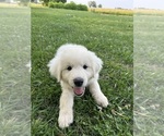 Puppy Boy 1 Great Pyrenees