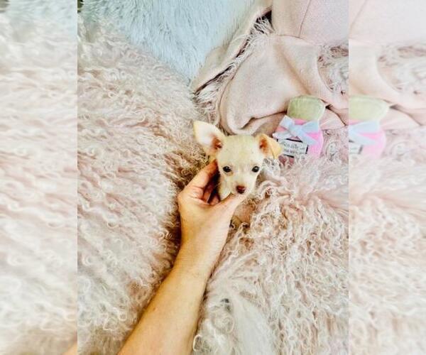 Medium Photo #38 Chihuahua Puppy For Sale in FORT LAUDERDALE, FL, USA