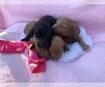 Small Photo #30 Goldendoodle Puppy For Sale in DYERSBURG, TN, USA
