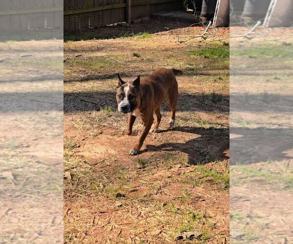 Medium Photo #11 Boston Terrier-Unknown Mix Puppy For Sale in McDonough, GA, USA