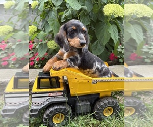 Dachshund Puppy for Sale in MIDDLEBURY, Indiana USA