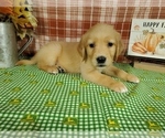 Small #2 Golden Retriever