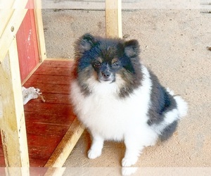 Pomeranian Puppy for sale in DAWSONVILLE, GA, USA