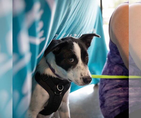 Medium Photo #3 American Staffordshire Terrier-Border Collie Mix Puppy For Sale in Princeton, MN, USA