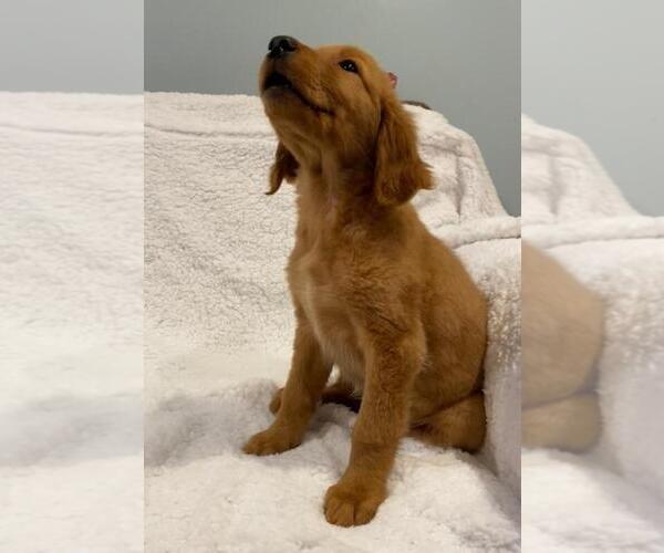 Medium Photo #10 Golden Retriever Puppy For Sale in RICHMOND, MI, USA