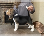 Small Photo #4 Beagle Puppy For Sale in OKLAHOMA CITY, OK, USA