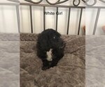 Small Photo #10 Sheepadoodle Puppy For Sale in LAMAR, CO, USA