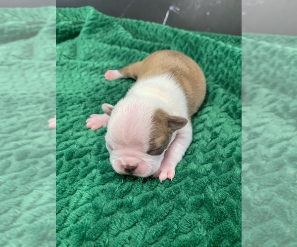 Medium Photo #79 Boston Terrier Puppy For Sale in TULARE, CA, USA