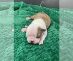 Small Photo #79 Boston Terrier Puppy For Sale in TULARE, CA, USA