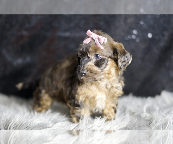 Medium Photo #4 YorkiePoo Puppy For Sale in WARSAW, IN, USA