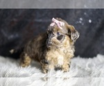 Small #3 YorkiePoo