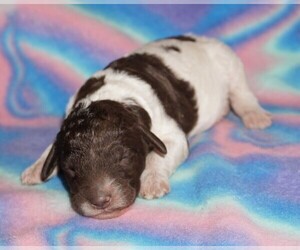 Labradoodle Puppy for sale in LA HABRA, CA, USA
