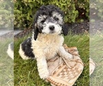 Small #2 Cockapoo