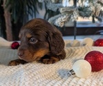 Small #2 Dachshund