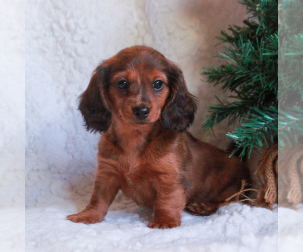Medium Photo #4 Dachshund Puppy For Sale in GAP, PA, USA