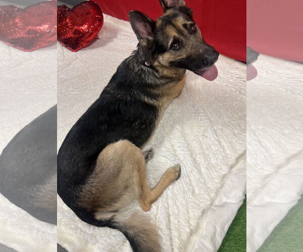 Medium Photo #1 German Shepherd Dog-Unknown Mix Puppy For Sale in Euless, TX, USA