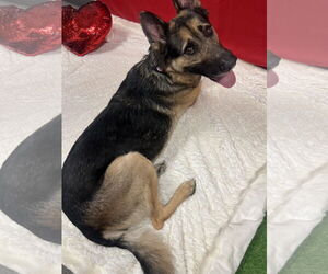 German Shepherd Dog-Unknown Mix Dogs for adoption in Euless, TX, USA