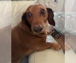 Small Dachshund